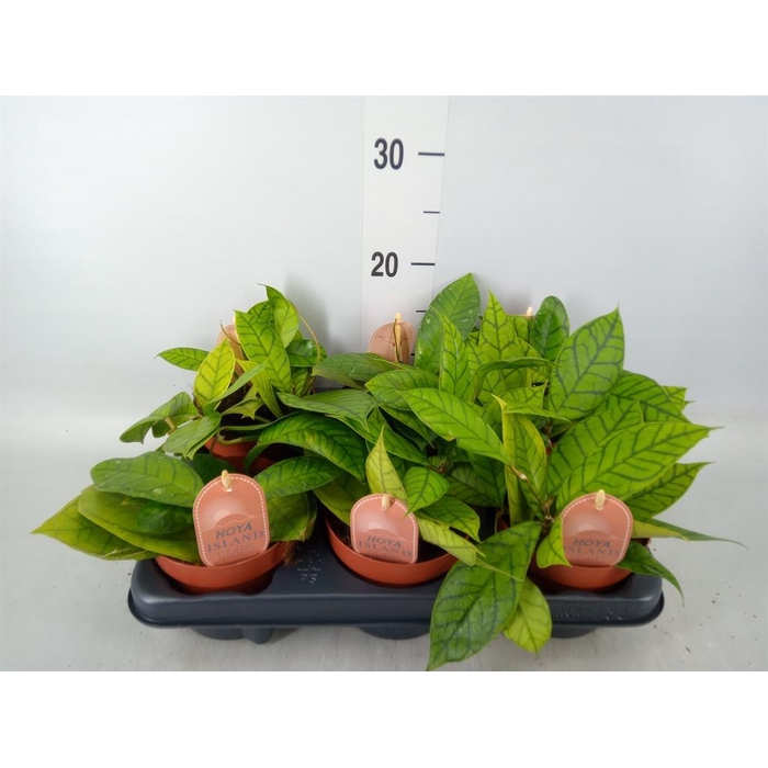 <h4>Hoya callistophylla 'KAL 16'</h4>