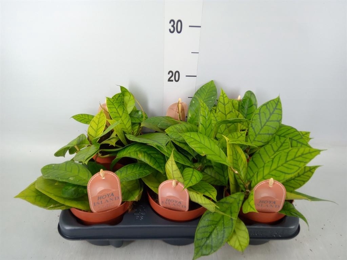 <h4>Hoya callistophylla 'KAL 16'</h4>