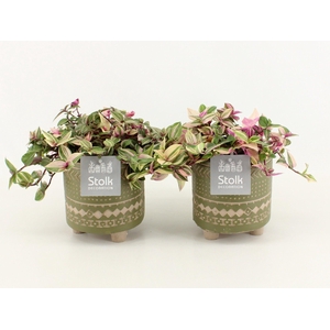 Tradescantia Quadricolor in Maya Green pot