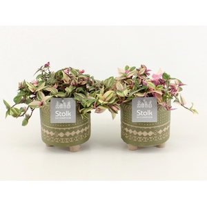 Tradescantia Quadricolor in Maya Green pot