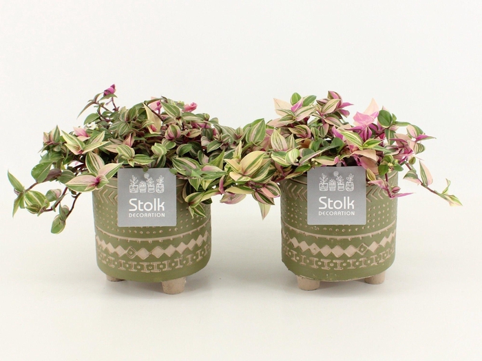 <h4>Tradescantia Quadricolor in Maya Green pot</h4>