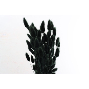 Dried Lagurus X5 Black Bunch