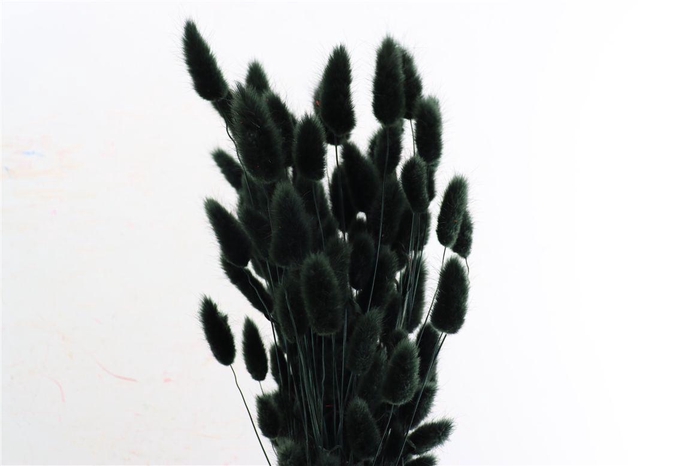 <h4>Dried Lagurus X5 Black Bunch</h4>