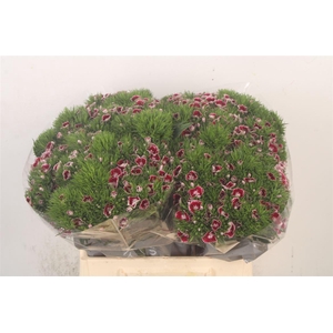 Di Barb Breanthus Rio