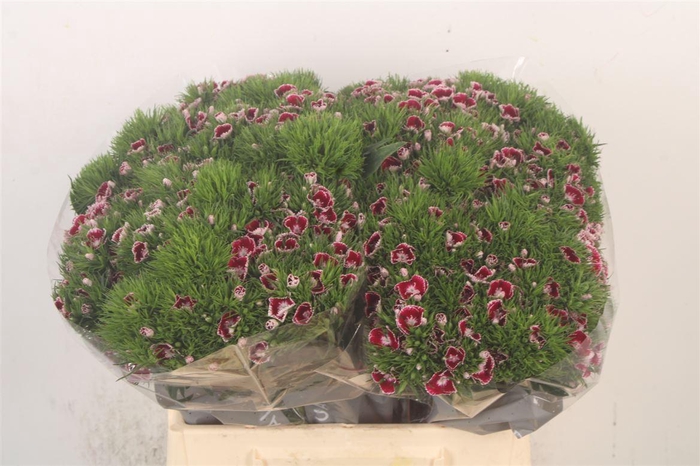 <h4>Di Barb Breanthus Rio</h4>