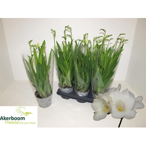 FREESIA FEGOOD WHITE