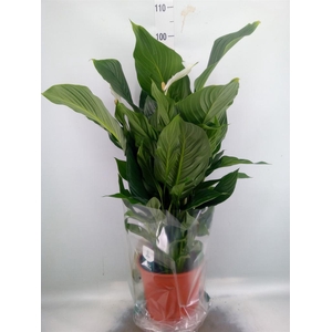 Spathiphyllum  'Sweet Silvana'