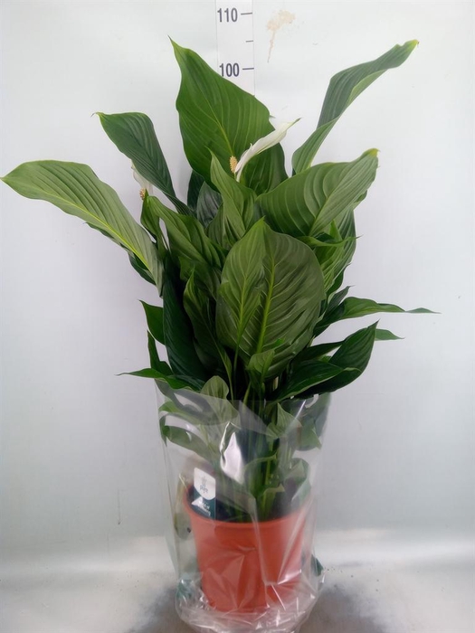 <h4>Spathiphyllum  'Sweet Silvana'</h4>
