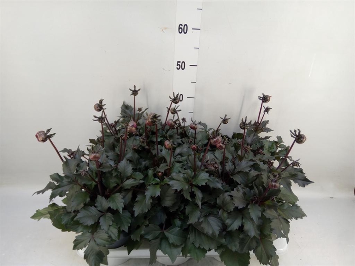 <h4>Dahlia  'Gardenetta dark Lavender'</h4>