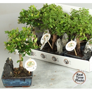 BONSAI GEM