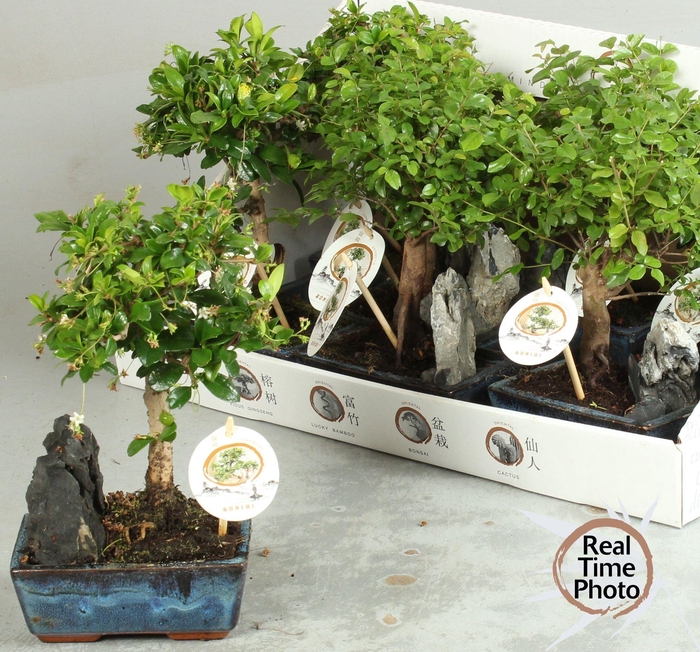 <h4>BONSAI GEM</h4>