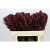 Leucadendron Saf Sunset Dark R.Spray