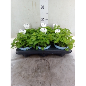 Melissa officinalis