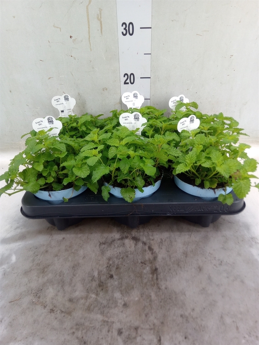 <h4>Melissa officinalis</h4>