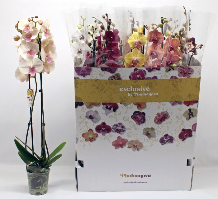 <h4>PHAL GEM 10 KL</h4>