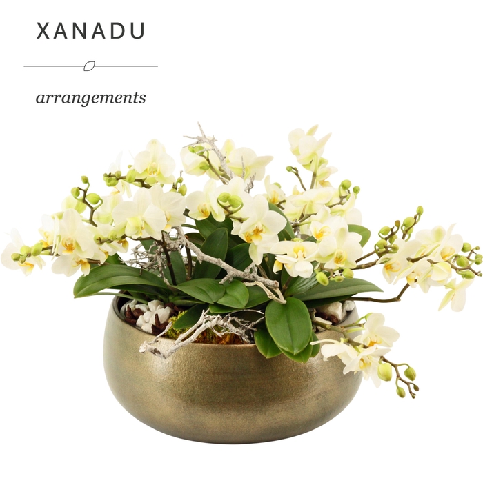 <h4>Xanadu Jakarta</h4>