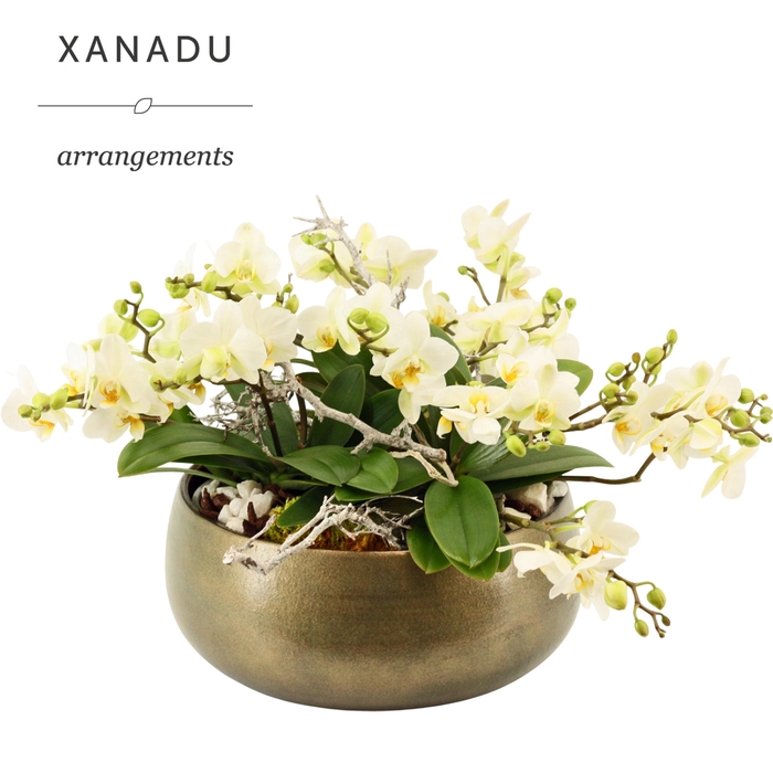 <h4>Xanadu Jakarta</h4>