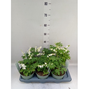 Dicentra spectabilis 'Alba'