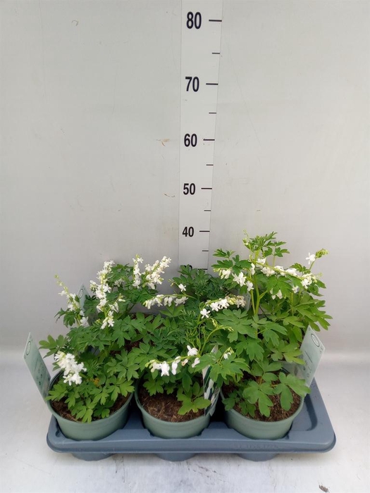 <h4>Dicentra spectabilis 'Alba'</h4>