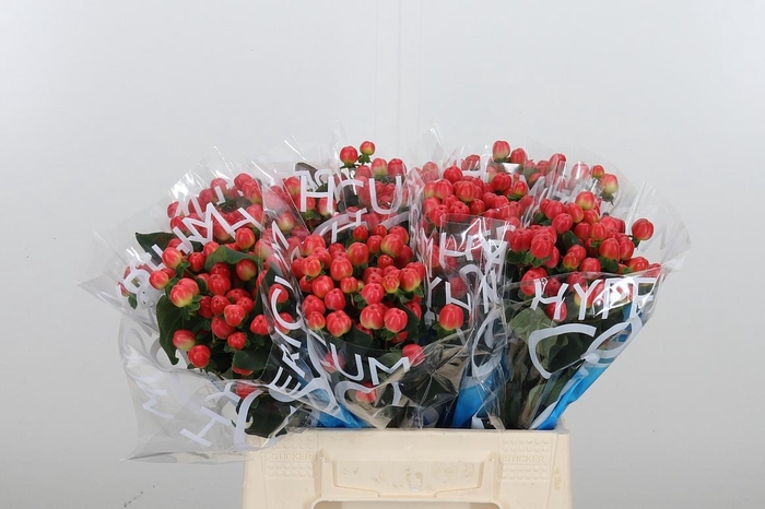 <h4>Hyp Coco Tango</h4>