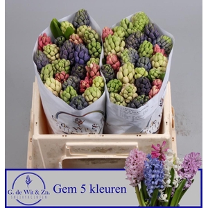 HYAC GEM 5 KLEUREN