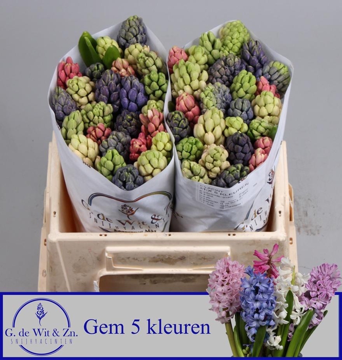 <h4>HYAC GEM 5 KLEUREN</h4>