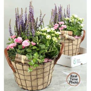 ARR TUINPLANTEN