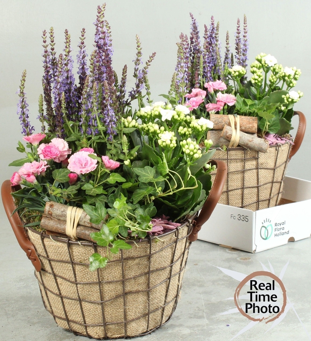 <h4>ARR TUINPLANTEN</h4>