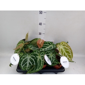 Anthurium   ...