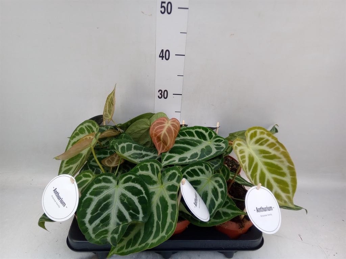 <h4>Anthurium   ...</h4>