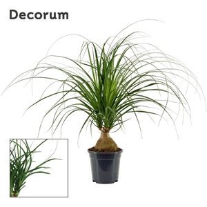 Beaucarnea recurvata