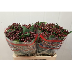 HYPER GLOBO BURGUNDY