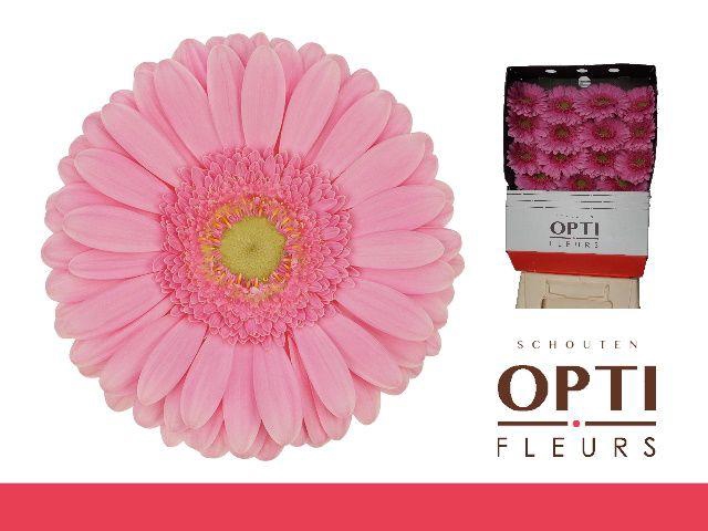 <h4>Gerbera Glossy Diamond</h4>