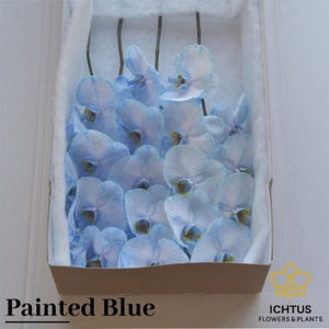Phalaenopsis Coloured Blue 7-9