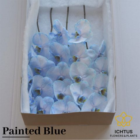 <h4>Phalaenopsis Coloured Blue 7-9</h4>