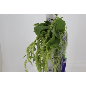 AMARANTHUS VERDE PENDENTE 080 CM