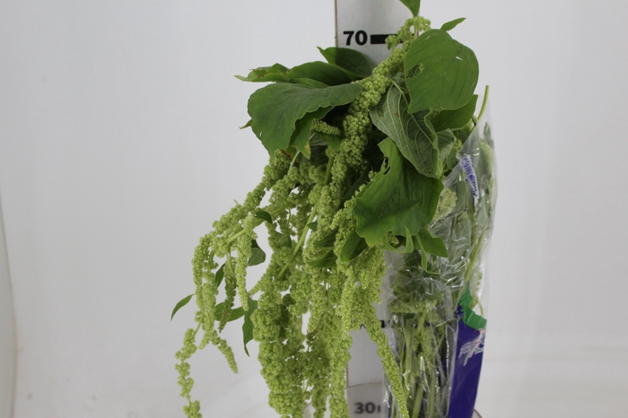 <h4>AMARANTHUS VERDE PENDENTE 080 CM</h4>