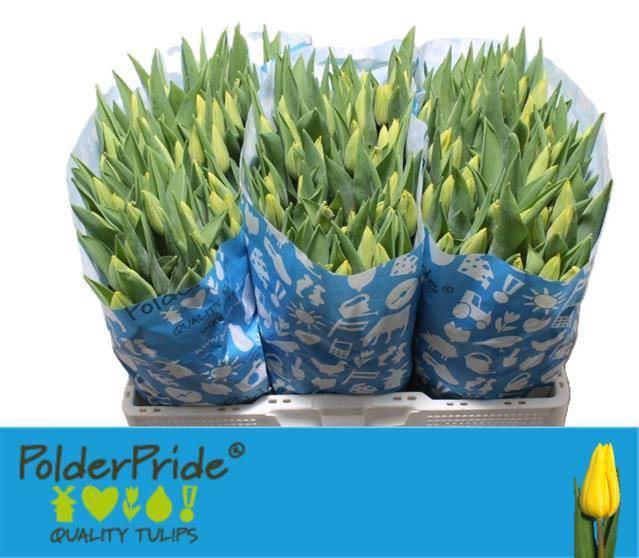 <h4>TU EN STRONG GOLD</h4>