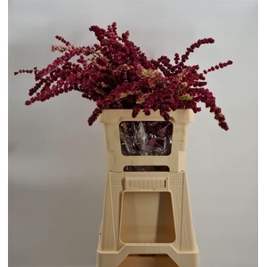 Symphoricarpos Red Peeled Rosso