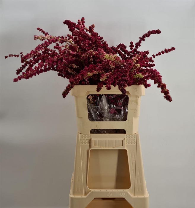 <h4>Symphoricarpos Red Peeled Rosso</h4>