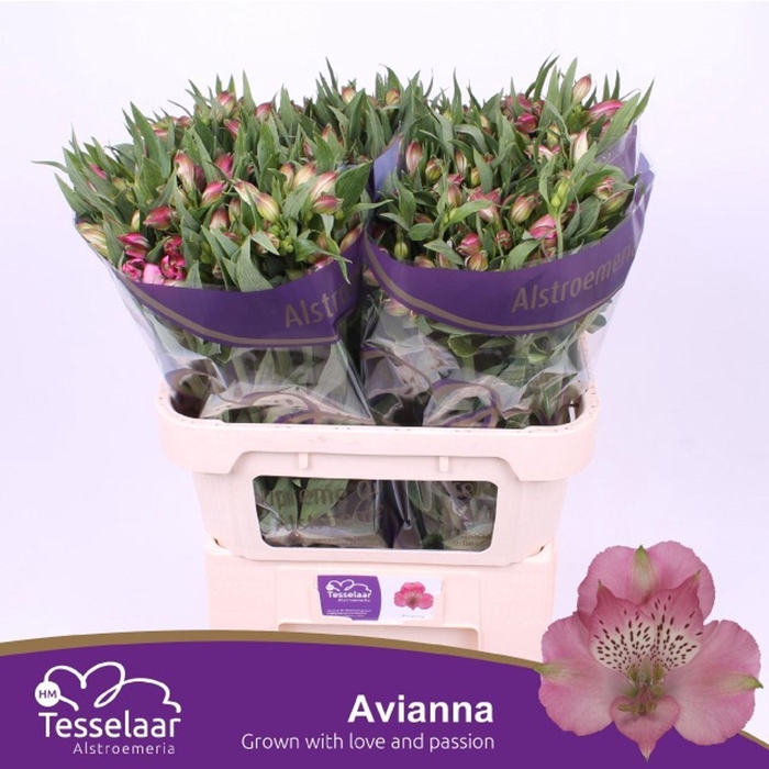 <h4>Alstr Avianna</h4>