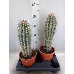 Pachycereus pringlei