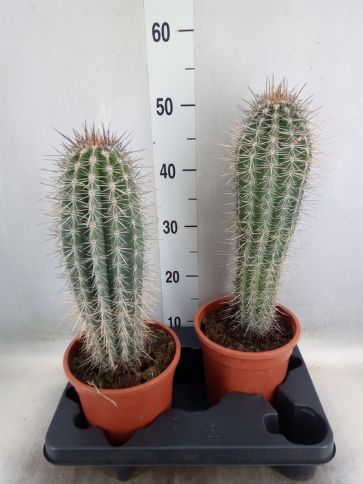 <h4>Pachycereus pringlei</h4>