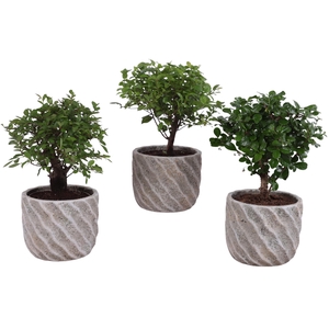 Bonsai Indoor Mix Ø12cm Ball Shape in Ø15cm Ceramic NT668