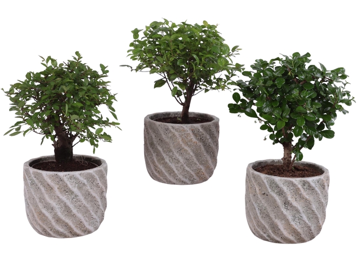 <h4>Bonsai Indoor Mix Ø12cm Ball Shape in Ø15cm Ceramic NT668</h4>