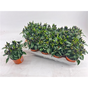 Capsicum Dark Orange