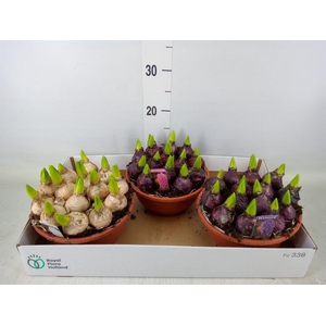 Hyacinthus orie. 'Pearl'  ...mix  3