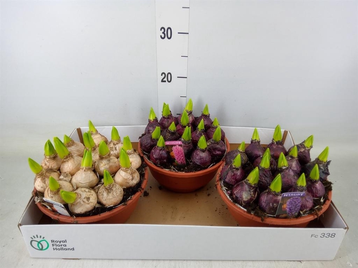 <h4>Hyacinthus orie. 'Pearl'  ...mix  3</h4>