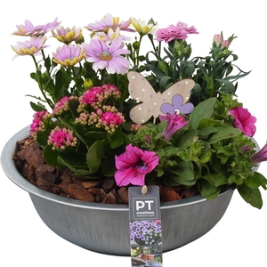 Arr.   Perkplanten L%