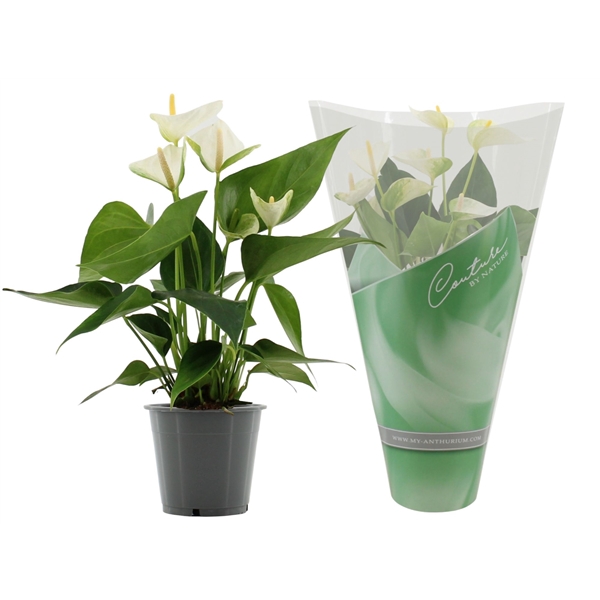 <h4>Anthurium Elido in Couture sleeve</h4>